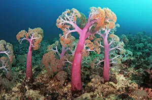 Images Dated 6th March 2017: Flower tree soft corals (Umbellulifera sp.), Triton Bay, near Kaimana, West Papua