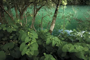 Images Dated 22nd May 2009: Flowering birtworth (Aristolochia clematitis) by Ash trees (probably Fraxinus angustifolia)