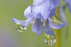 Flowering Common bluebells (Hyacinthoides non-scripta) with dew, Cumbernauld Glen SWT reserve