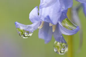 Hyacinthoides Non Scripta Prints: Flowering Common bluebells (Hyacinthoides non-scripta) with dew