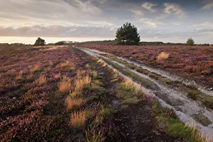Images Dated 21st August 2011: Flowering Common heather (Calluna vulgaris) on heathland, Arne RSPB reserve, Dorset