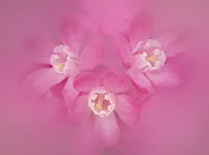 Anthers Gallery: Flowering currant (Ribes sanguineum), close up of pink flowers. Banbridge, County Down
