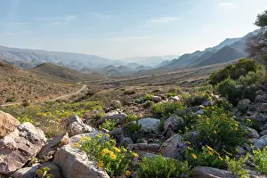 Wildflower Prints: Flowering desert landscape, Central Karoo, Cape Province, South Africa. August, 2023