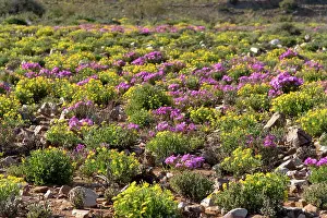 Wildflower Prints: Flowering desert landscape, Central Karoo, Cape Province, South Africa. August, 2023