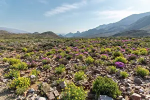 Wildflower Prints: Flowering desert landscape, Central Karoo, Cape Province, South Africa. August, 2023