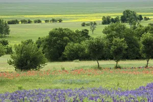 Images Dated 31st May 2009: Flowering Hairy vetch (Vicia villosa) Common poppy (Papaver rhoeas) and Buttercup