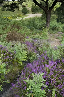 Flowering Heather and Bracken on lowland heath, with path in the background, Caesars Camp