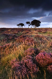Images Dated 21st August 2009: Flowering heather with pine trees behind. Near Porlock, Exmoor National Park, Somerset