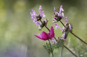 Peter Lilja Prints: Flowering Henbit deadnettle (Lamium amplexicaule) and Poppy anemone (Anemone coronaria)