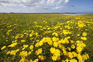 Flowering machair, South Uist, Outer Hebrides, Scotland, UK