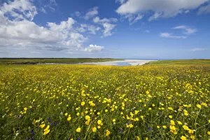 Exploring Britain Collection: Flowering machair, South Uist, Outer Hebrides, Scotland, UK, July