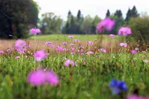 Meadow Prints: Flowering meadow with Bird's-eye primroses (Primula farinosa)