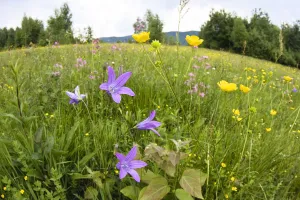 Campanulaceae Prints: Flowering meadow with Spreading bellflower (Campanula patula) and Buttercup (Ranunculus