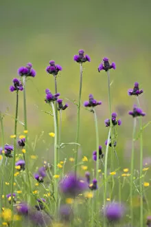 Images Dated 1st June 2009: Flowering meadow with Thistles (Cirsium rivulare) and Buttercups (Ranunculus acris)