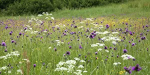 Images Dated 1st June 2009: Flowering meadow with Thistles (Cirsium rivulare) Poloniny National Park, Western Carpathians