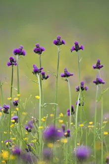 Flowering meadow with Thistles (Cirsium rivulare) and Buttercups (Ranunculus acris)