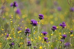 Thistles Prints: Flowering meadow with Thistles (Cirsium rivulare) and Buttercups (Ranunculus acris)