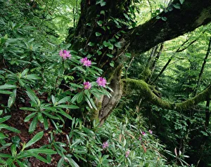 Images Dated 3rd November 2009: Flowering Rhododendron in old growth forest, Borjomi Kharagauli National Park, Georgia
