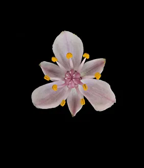 Alismatales Gallery: Flowering rush (Butomus umbellatus) with stamens and stigma, nectar globules at base of carpels
