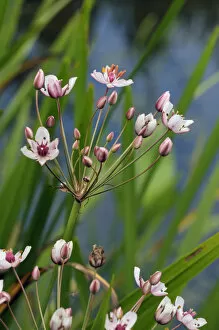 Images Dated 2nd January 2020: Flowering-rush (Butomus umbellatus), locally rare plantLangham Ponds SSSI, Surrey