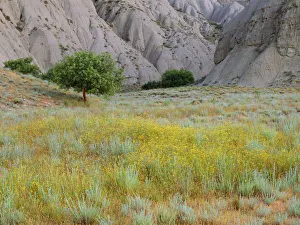 Images Dated 3rd November 2009: Flowering semi-desert with badlands in the distance, Vashlovani National Park, Georgia