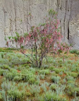Images Dated 3rd November 2009: Flowering Tamarisk tree (Tamarix sp) in the Badlands, Vashlovani National Park, Georgia