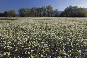 Flowering Thread-leaved water-crowfoot (Ranunculus trichophyllus) plants in the middle