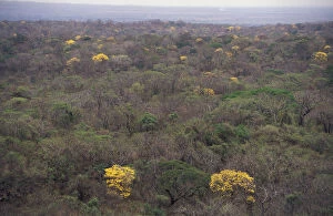 Images Dated 24th March 2004: Flowering Trumpet flower trees {Tabebuia sp} in tropical dry forest, Santa Rosa NP
