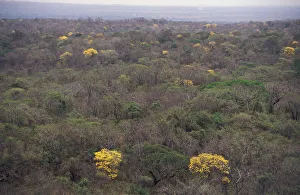 Flowers Prints: Flowering Trumpet flower trees {Tabebuia sp} in tropical dry forest, Santa Rosa NP