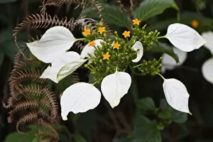 Images Dated 1st May 2017: Flowers (Mussaenda pubescens) Tongbiguan Nature Reserve, Dehong Prefecture, Yunnan province, China