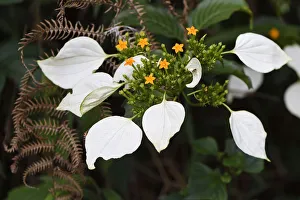 Flowers (Mussaenda pubescens) Tongbiguan Nature Reserve, Dehong Prefecture, Yunnan province, China