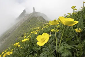 Flowers (Trollius sp) Balang Mountain, Wolong National Nature Reserve, Sichuan Giant Flowers (Trollius sp) Balang Mountain, Wolong National Nature Reserve, Sichuan Giant