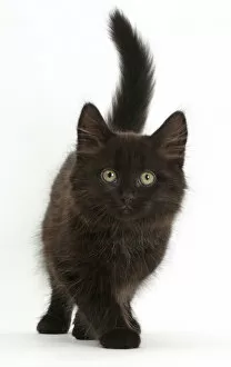 Fluffy black kitten, 10 weeks, walking
