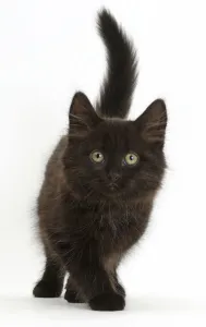 Images Dated 19th February 2015: Fluffy black kitten, 10 weeks, walking