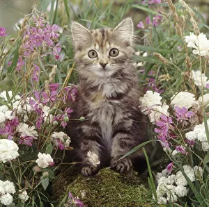 Images Dated 3rd March 2014: Fluffy tabby kitten among pink and white flowers