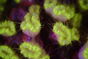 Netherlands Antilles Prints: Fluorescent coral photographed with ultraviolet / UV light, Bonaire, Leeward Antilles