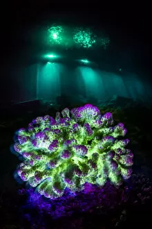 Fluorescent coral (Pocillopora sp.) at night on a coral reef in blue light, with the lights from a resort jetty behind