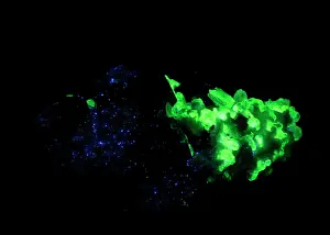 Black Background Prints: Fluorescent hyalite opal (Opal-AN) with black tourmaline (Schorl)