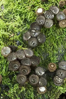 Images Dated 1st September 2017: Fluted birds nest fungus (Cyathus striatus) among moss, Sussex, UK. September 2017