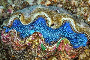 Shell Prints: Fluted giant clam (Tridacna squamosa) on algae encrusted rock