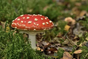 Agaricus Imperialis Gallery: Fly agaric (Amanita muscaria) under birch, Peatlands Park and Annagariff Wood NNR