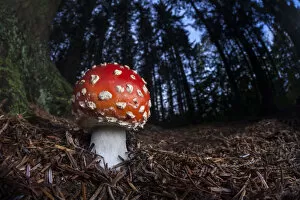 Fly Agaric (Amanita muscaria) growing in coniferous woodland at night. Peak District National Park