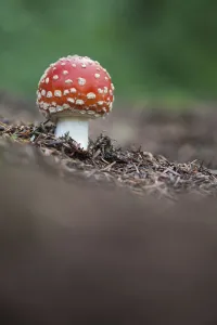 Fly Agaric Prints: Fly Agaric (Amanita muscaria), Peak District National Park, Derbyshire, UK. October