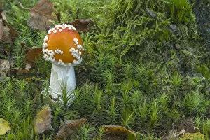 Images Dated 17th October 2017: Fly agaric (Amanita muscaria) Peatlands Park, County Armagh, Northern Ireland, October