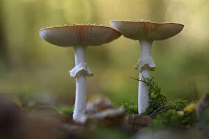 Fungus Gallery: Fly agaric (Amanita muscaria) Vosges forest, France, October