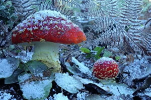 Temperature Gallery: Fly agaric mushrooms (Amanita muscaria) in snow, Los Alcornocales Natural Park