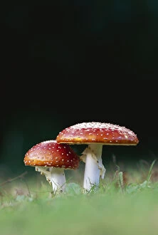 Images Dated 30th September 2019: Fly agaric toadstools {Amanita muscaria} Lancashire, UK