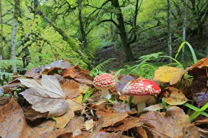 Fly agarics (Amanita muscaria) Muniellos National Park, Asturias, Spain. October