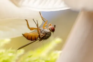 Fly (Mycophaga testacea) laying eggs on Porcelain fungus (Oudemansiella mucida) growing