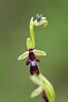 Orchidaceae Gallery: Fly orchid (Ophrys insectifera) in flower with resting fly, Lorraine, France. June